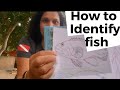 Scuba Diving How To Identify Fish