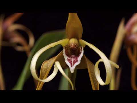 Nhớ thành đô Sheet - Thái Châu