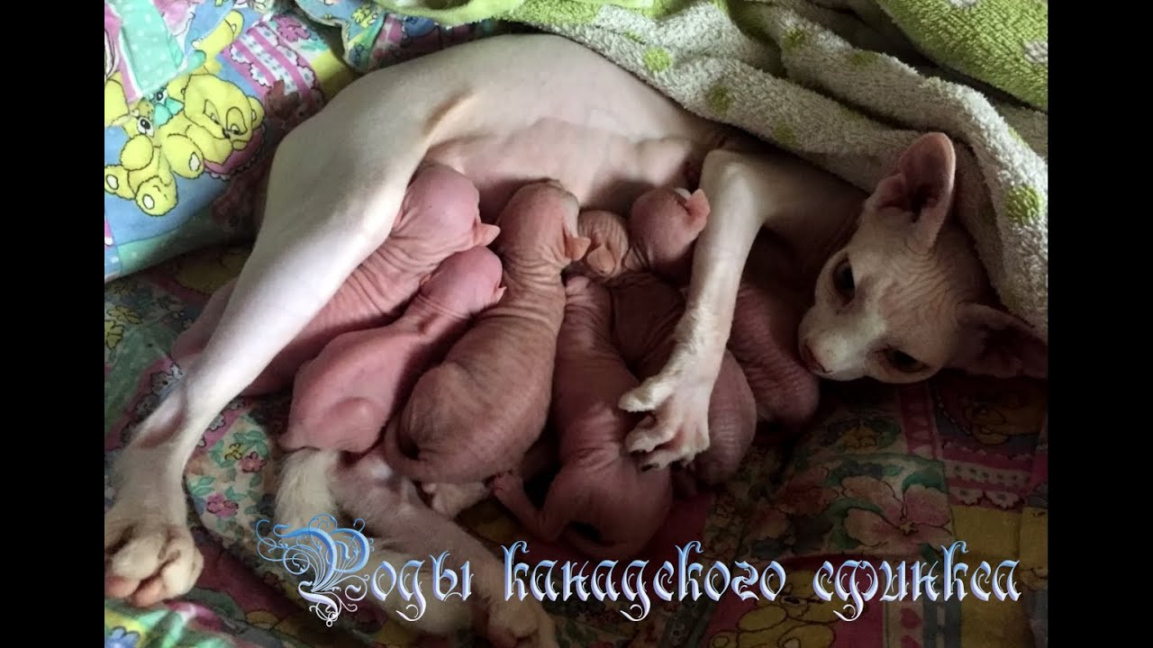 Роды Кошек Фото