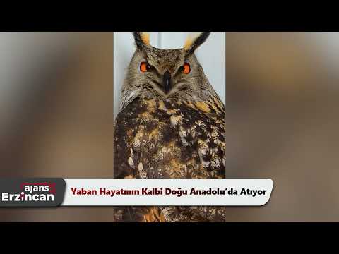 Yaban Hayatının Kalbi Doğu Anadolu’da Atıyor