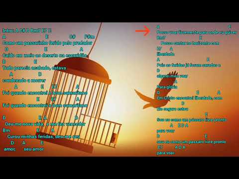 Pássaro Livre - Colomy
