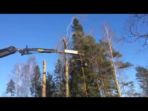 Trädfällning med gripsåg