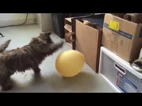 Cairn Terrier puppy vs Balloon