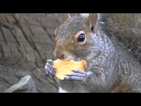 Railroad Trespasser Enjoys a Peanut Butter Cracker