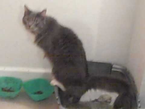 DHP my cat oliver stands up when he goes pee