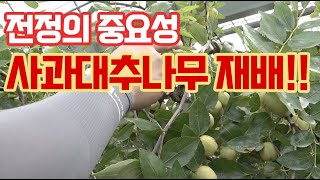 사과대추 재배 수확량을 높이는 방법 중!! 전정의 중요성!! 수형관리 하나로 수확량 증가