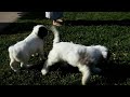 Cockapoo dogs for sale: Lindsey - Video 1