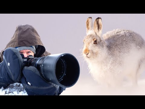 7 Essential Winter Wildlife Photography Tips in Snow | Mountain Hares, Cairngorms Scotland