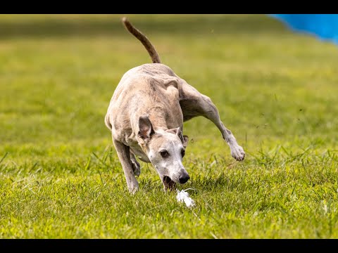 Rhaegar Fast CAT 2021-06-26