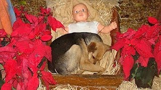 Helpless Puppy Had Nowhere To Go, So He Found Warmth In A Nativity Scene’s Manger