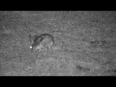 Djuma: Scrub Hare feeding - 20:13 - 09/18/21