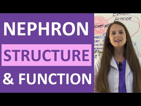 Kidney and Nephron Anatomy Structure Function Renal Function System