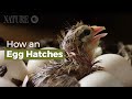 How An Egg Hatches
