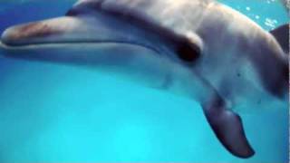 Dolphin Dance Project presents: "Scratchy"