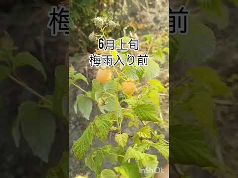 ラズベリーの茂みをトレリスする方法は？ベリーの成長にはサポートが不可欠ですか?ビデオ  庭園