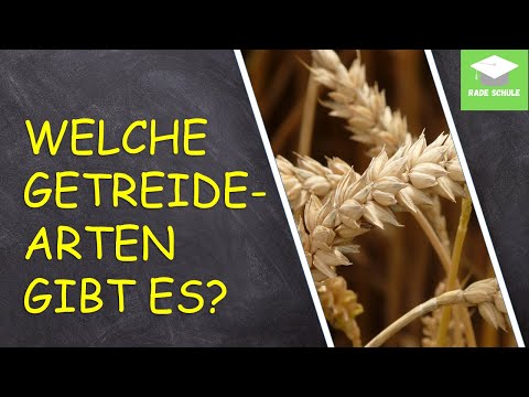 Lernvideo: Getreidearten