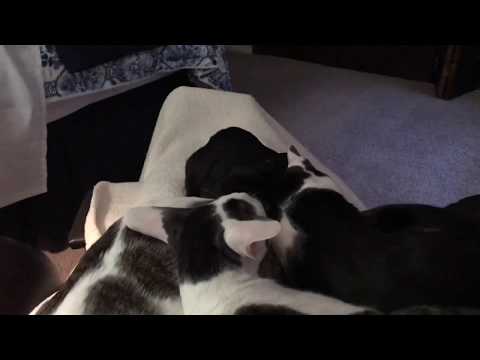 download lagu mp3 mp4 Afternoon Cat, download lagu Afternoon Cat gratis, unduh video klip Afternoon Cat