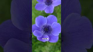 First Plantings of the Season: ANEMONE, RANUNCULUS, and HELLEBORES #garden