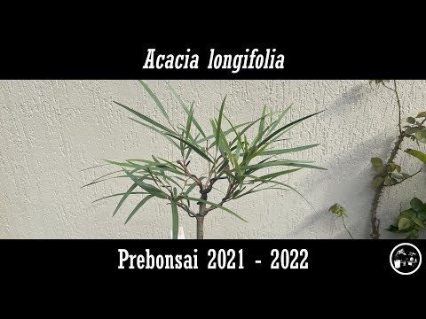 Acacia longifolia prebonsai 2021 - 2022