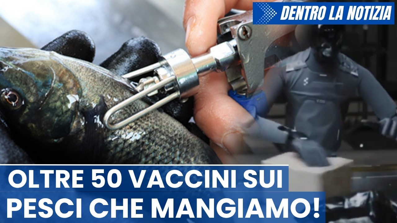 SHOCK! Epidemiologo: pesci vaccinati con 50 tipi di vaccini diversi! Lavoro: robot sostituisce uomo!