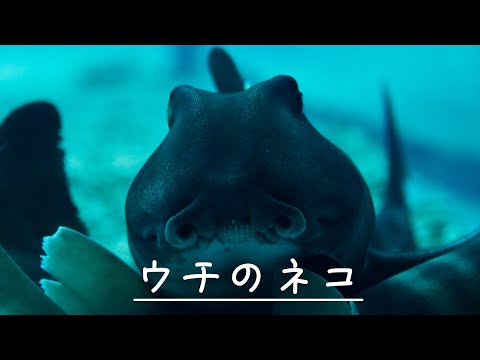 【海遊館】ウチのネコ（=ネコザメのこと）