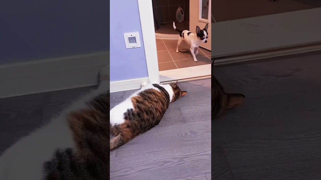 Cats and dogs cute friendship 😄 | Funny cats, dogs and animals ep43 #cat #dog #funnyvideo