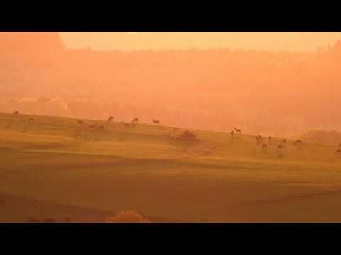 Rothirsch I Cervus Elaphus I Red Deer I Ciervo Comun I Cerf Rouge I TIERBEOBACHTUNG - Eifel