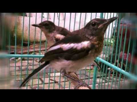 download lagu mp3 mp4 Download Masteran Burung Kacer Trotol, download lagu Download Masteran Burung Kacer Trotol gratis, unduh video klip Download Masteran Burung Kacer Trotol
