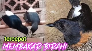 Download lagu TERBUKTI Tercepat Menaikan Birahi Murai Susah Kawin Agar Cepat Produk|Pancingan Murai Kawin Part58 mp3 Download lagu TERBUKTI Tercepat Menaikan Birahi Murai Susah Kawin Agar Cepat Produk|Pancingan Murai Kawin Part58 mp3