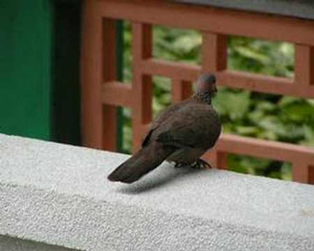 sarah brightman: how fare is the spot