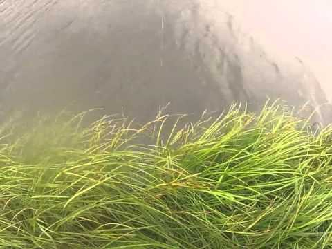 Hechtangeln: Polder mit hoher Frequenz