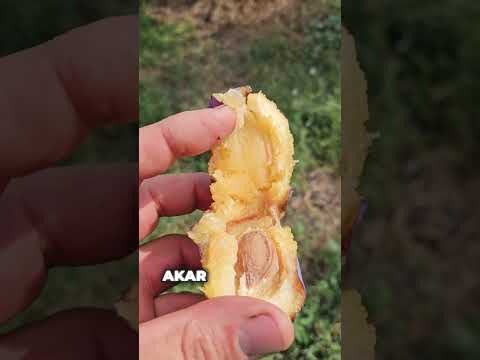 Nagyszemű, finom, korai szilvafajta, a Čačanska rana videó