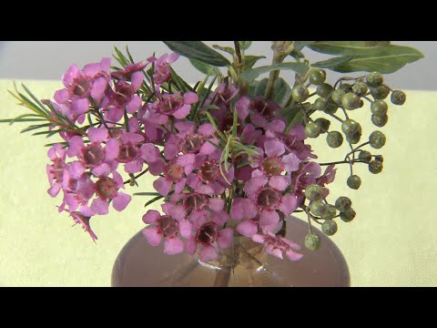 園芸 ジェラルトン ワックス フラワー、ワックス