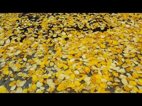 VLOG: ГЛАЗА ЦВЕТА АРЛЕКИН!. 09.10.18