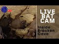 Live Bracken Cave Bats