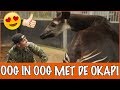 De geheimzinnige OKAPI | DierenpraatTV