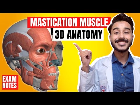 Mastication Muscles Anatomy 3D | Muscle of mastication anatomy | muscles of mastication origin