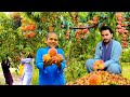 Afghan peach harvest | Laghman 2024 | د افغان شفتالو تازه حاصلات
