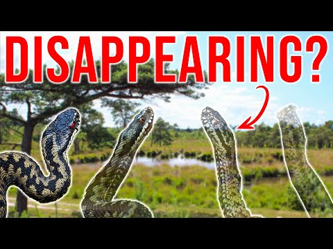 What's happening to Britain's only VENOMOUS SNAKE?