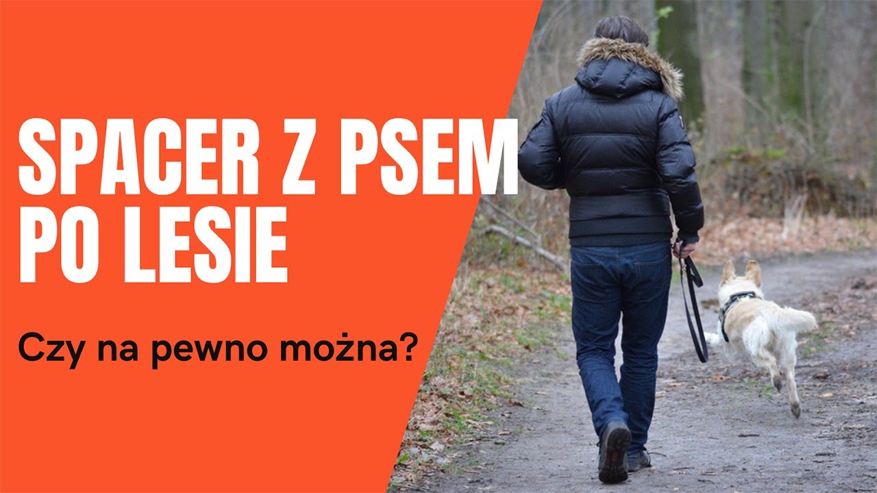 Spacer z psem po lesie - czy na pewno można