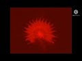 Columbia Pictures Logo 1976 In G Major Reversed