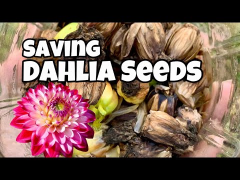 How to Save Dahlia Seeds and Grow New Varieties!