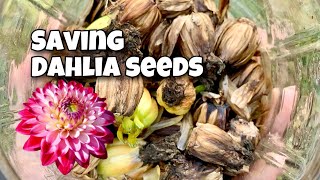 When and How to Harvest Dahlia Seeds