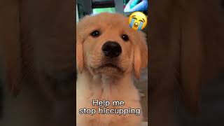 Cute puppy cannot stop  hiccuping