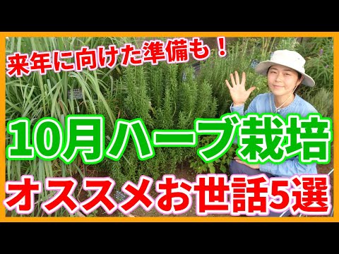 料理用ハーブの栽培: これが仕組みです トピックス