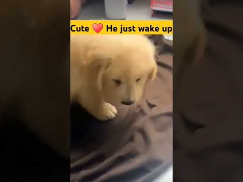 cute he just wake up. #dogs #dog #shorts