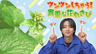 【澤夏とツンツン野菜!】今が旬の貴重な野菜「花わさび」