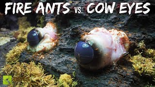 I Fed COW EYES to My FIRE ANTS