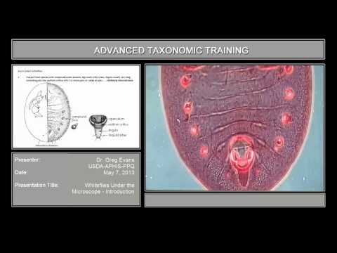Whiteflies under the microscope - introduction