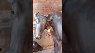 preview picture of video 'Ravindra dairy farm village  Lilon dist shamli state (Up)'